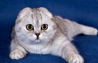 折耳猫娱乐吃瓜,揭秘娱乐圈吃瓜背后的真相与趣味  第2张