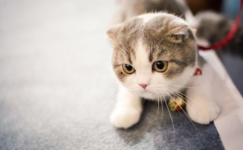 折耳猫娱乐吃瓜,揭秘娱乐圈吃瓜背后的真相与趣味  第3张