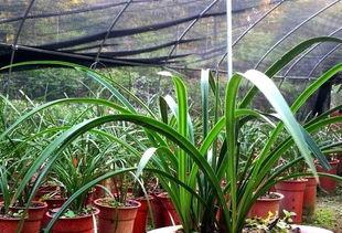 吃瓜娱乐圈小兰花  第2张