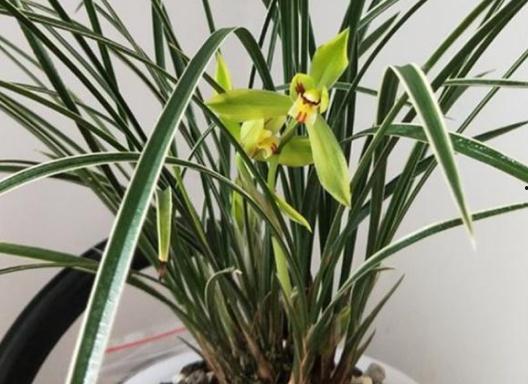 吃瓜娱乐圈小兰花  第3张